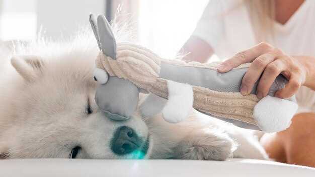 Choosing the Right Tools for Pet Hair Removal