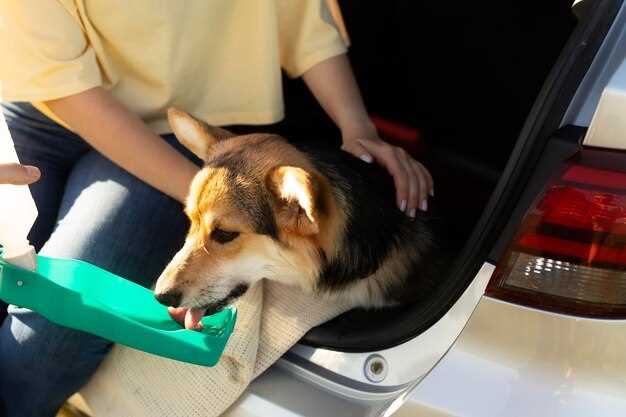 Maintaining a Pet Hair-Free Car: Tips and Tricks